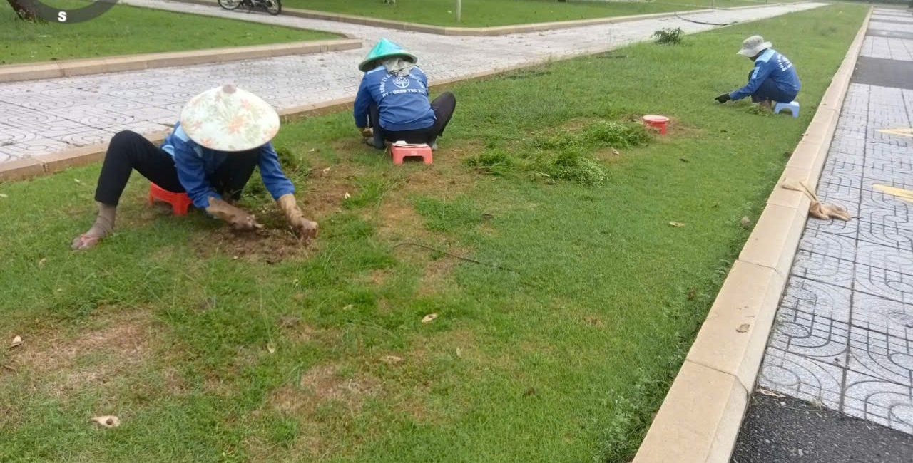 Chăm sóc thảm cỏ dải phân cách