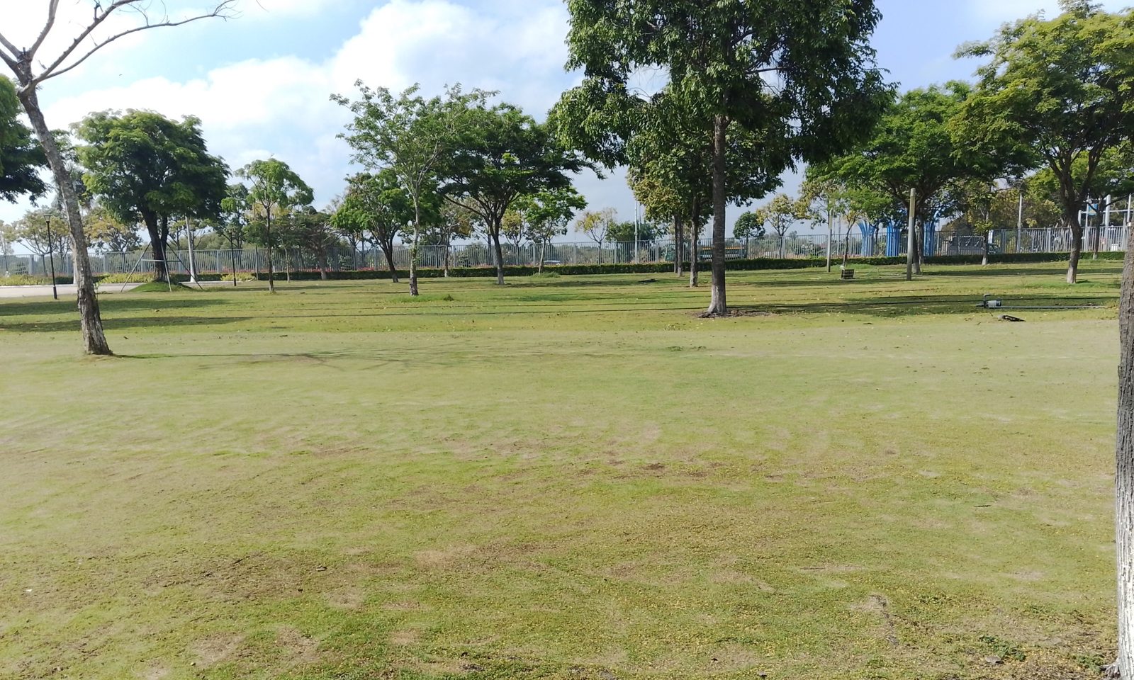 Cỏ trồng sân vườn
