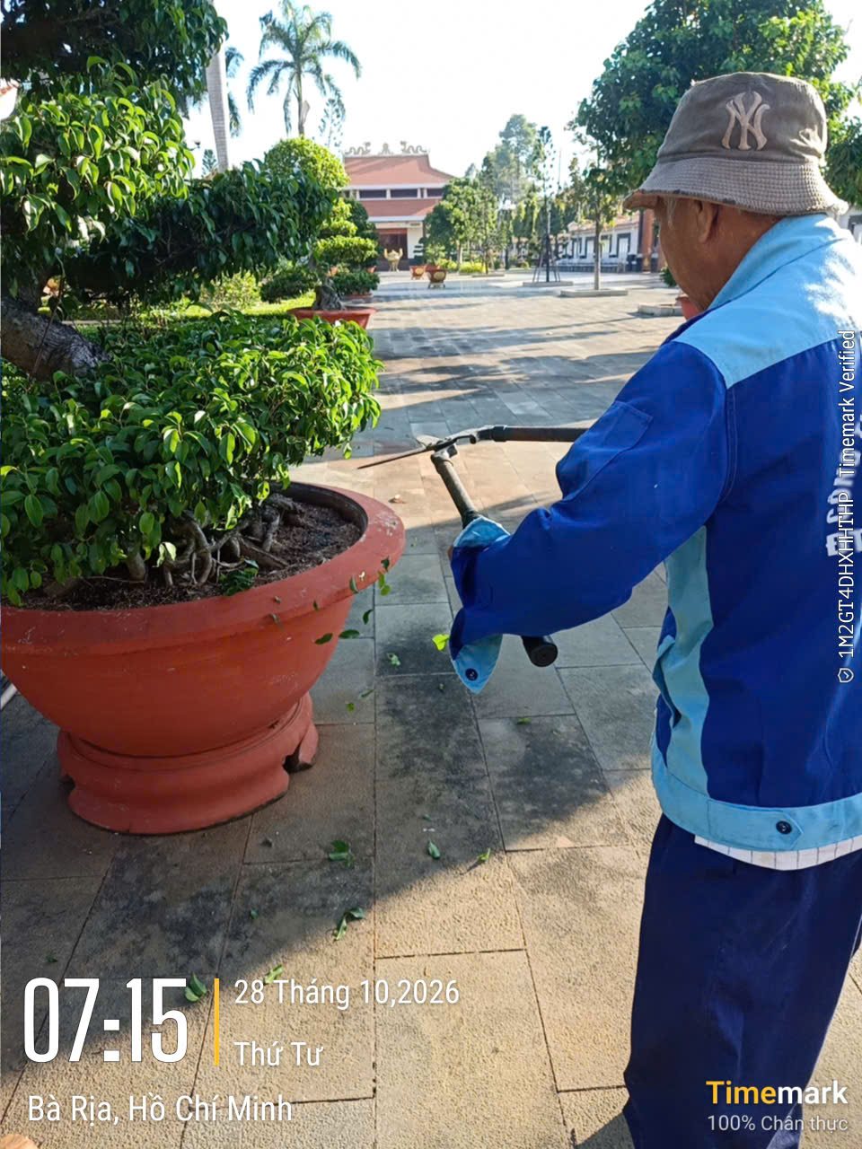 Tỉa tạo dáng cây cảnh trong chậu tại Bà Rịa