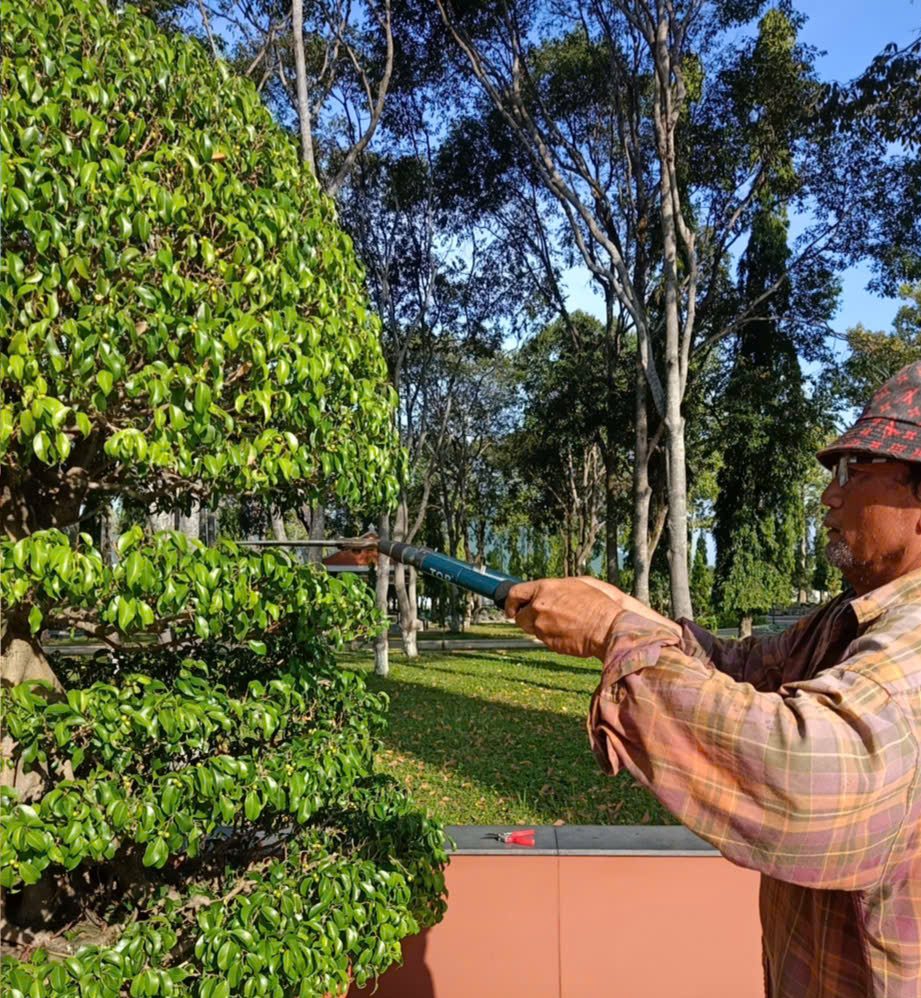 Tỉa tạo dáng cây cảnh tại Tam Long