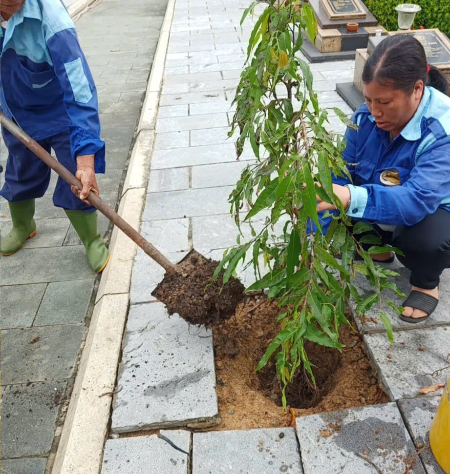 Trồng cây bóng mát sân nhà