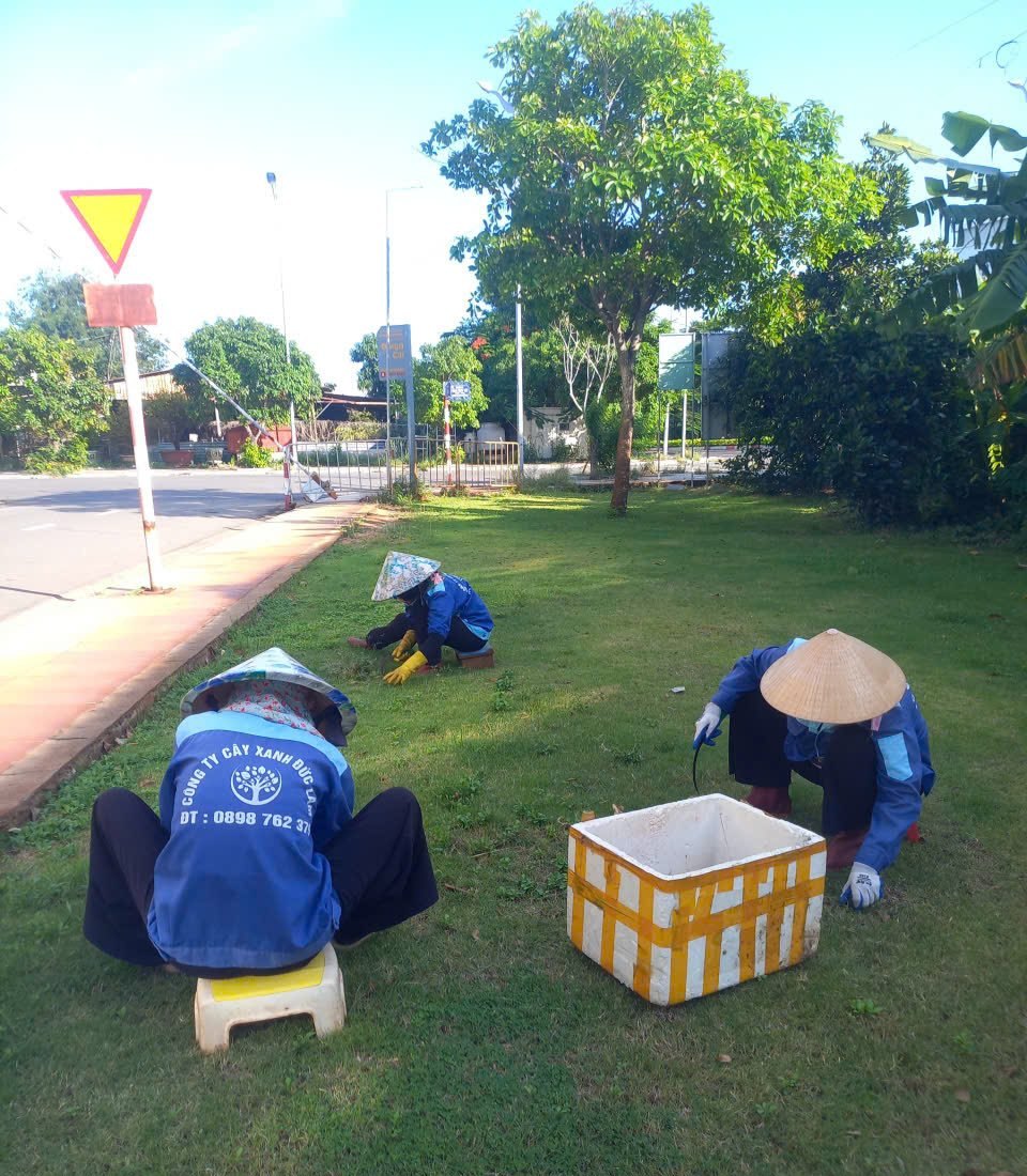 Công nhân Đức Lâm nhổ cỏ, chăm sóc thảm cỏ khu đô thị